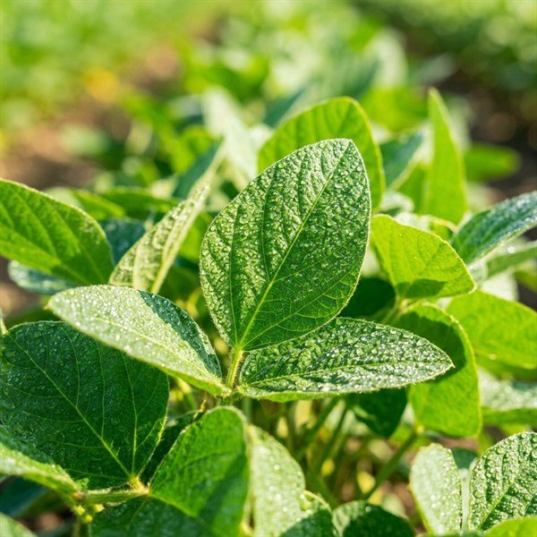 Fungicides